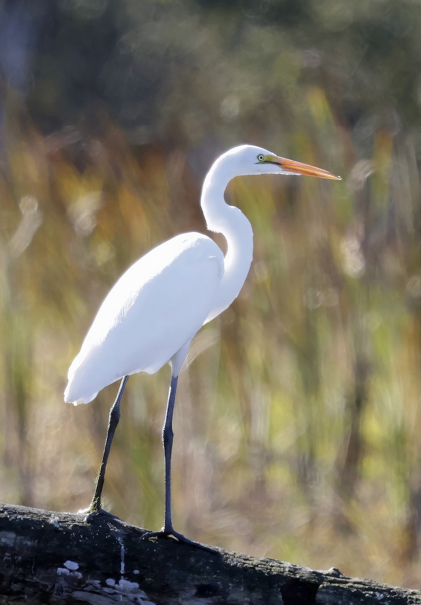 Great Egret - ML643858662