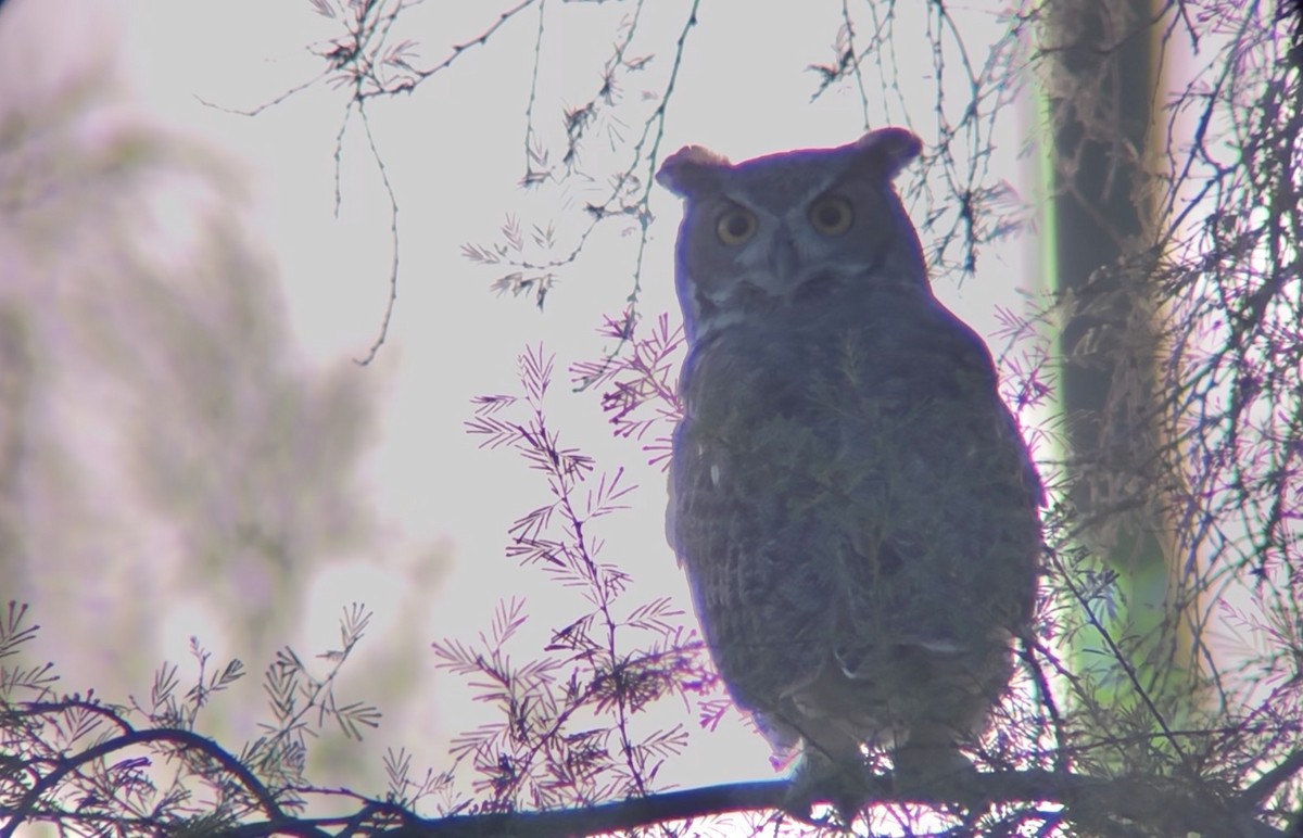 Great Horned Owl - ML643858670