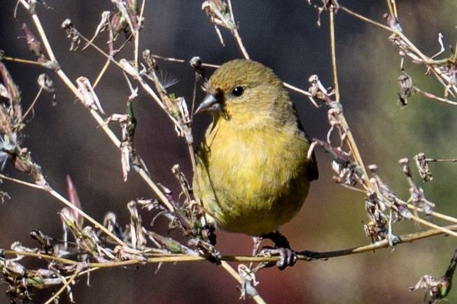 Lesser Goldfinch - ML643858678
