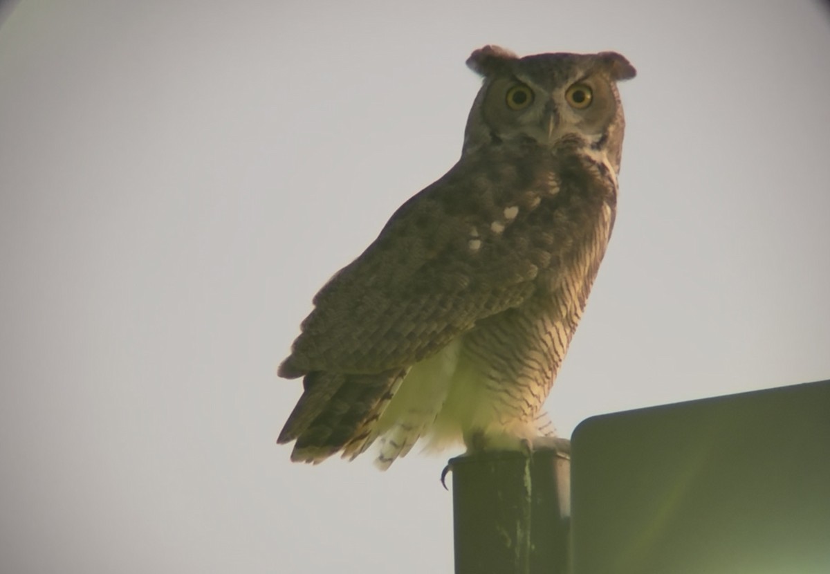 Great Horned Owl - ML643858684