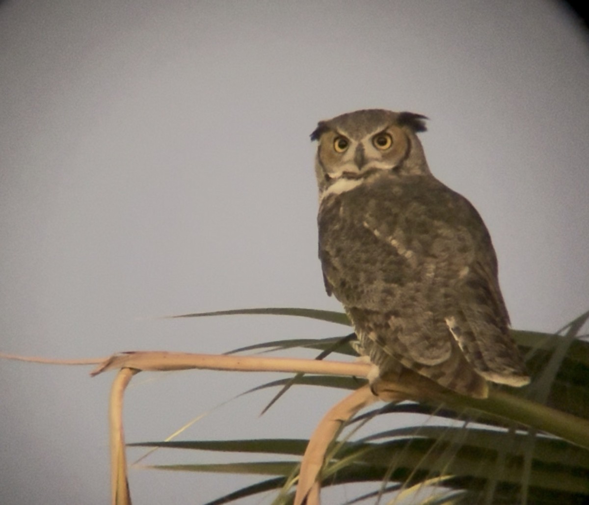 Great Horned Owl - ML643858689