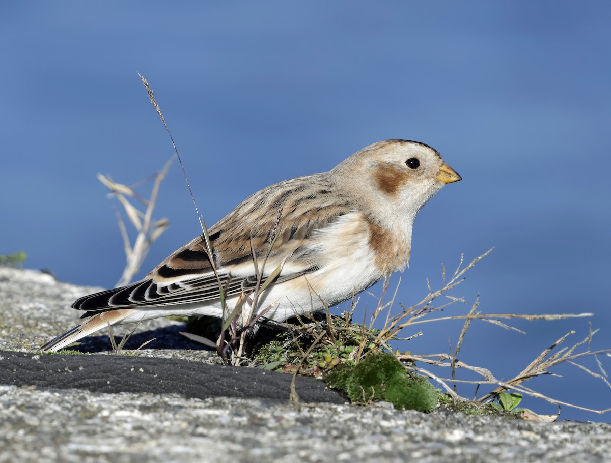 Snow Bunting - ML643858707