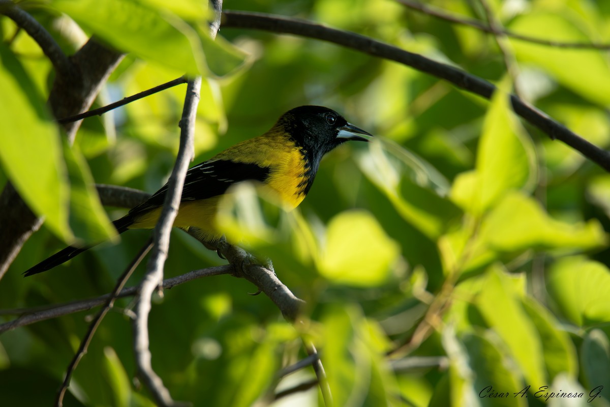 Audubon's Oriole - ML643858729