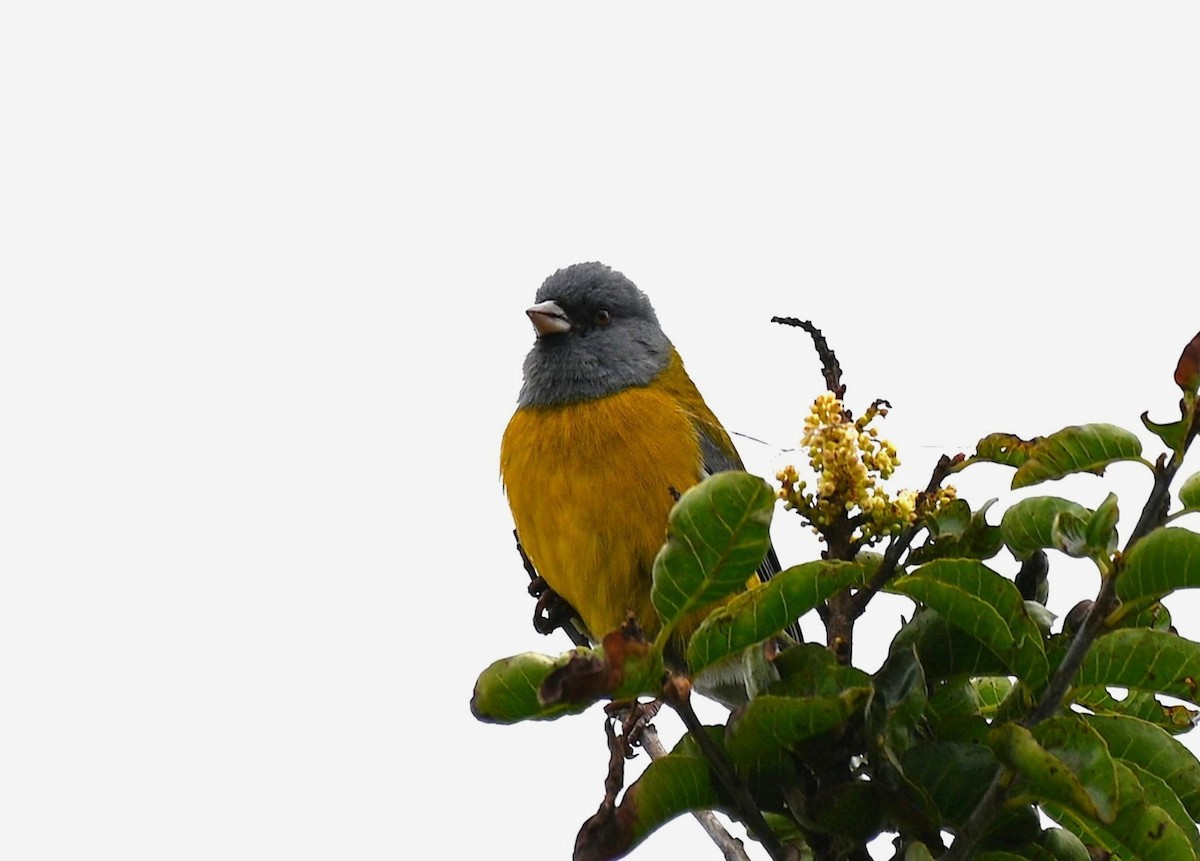 Gray-hooded Sierra Finch - ML643858733
