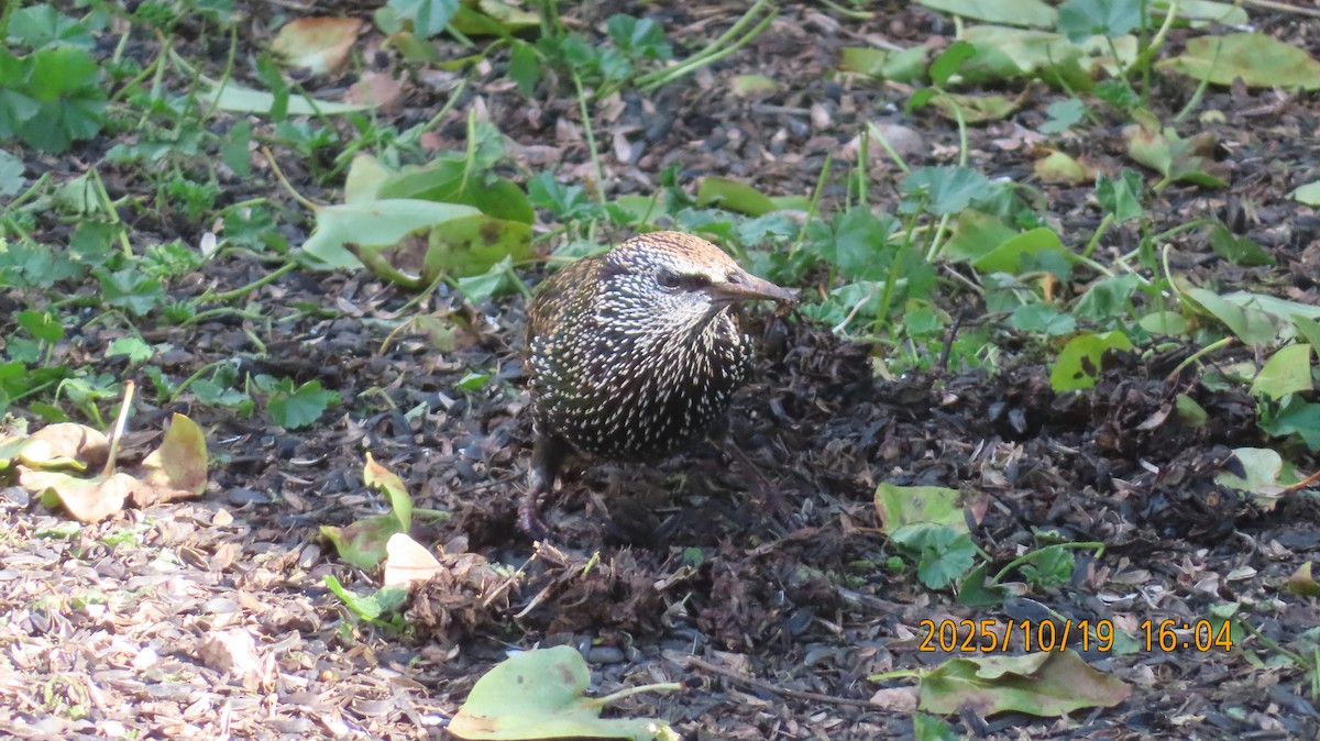 European Starling - ML643858744