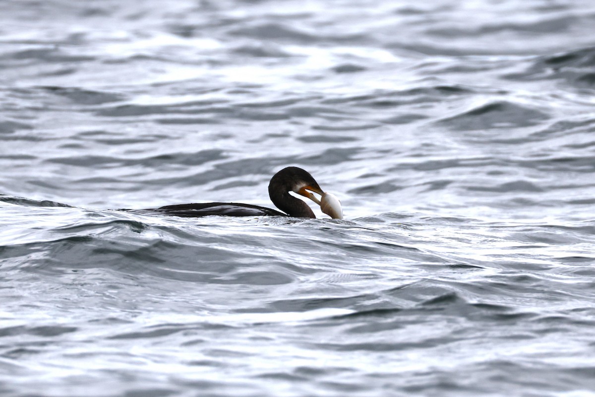 Japanese Cormorant - ML643858773