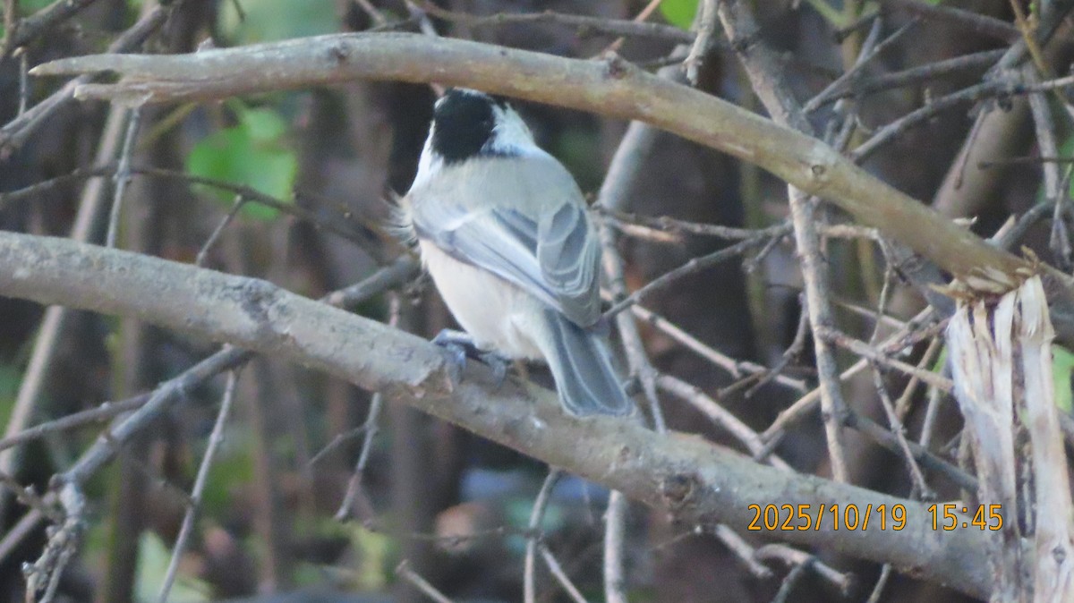Mountain Chickadee - ML643858778