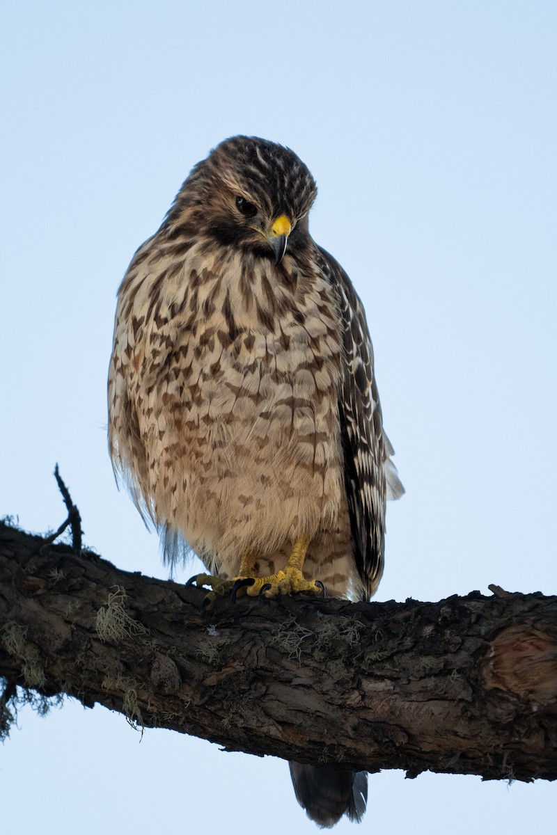 Red-shouldered Hawk - ML643858780