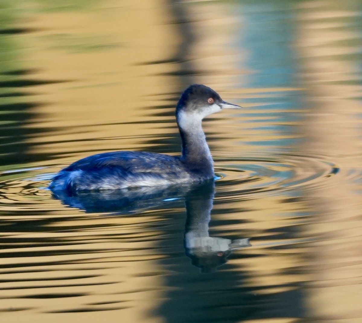 Eared Grebe - ML643858801