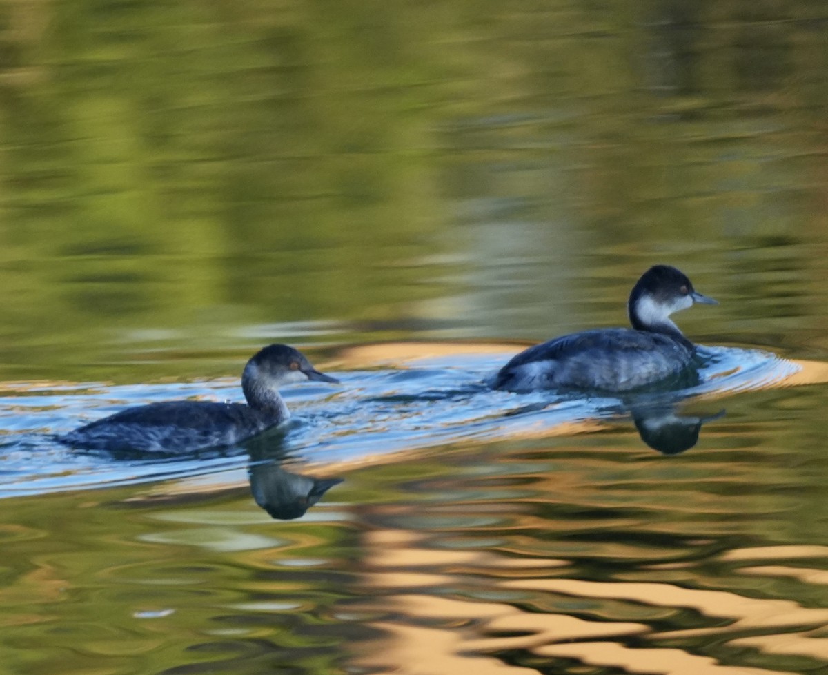 Eared Grebe - ML643858802