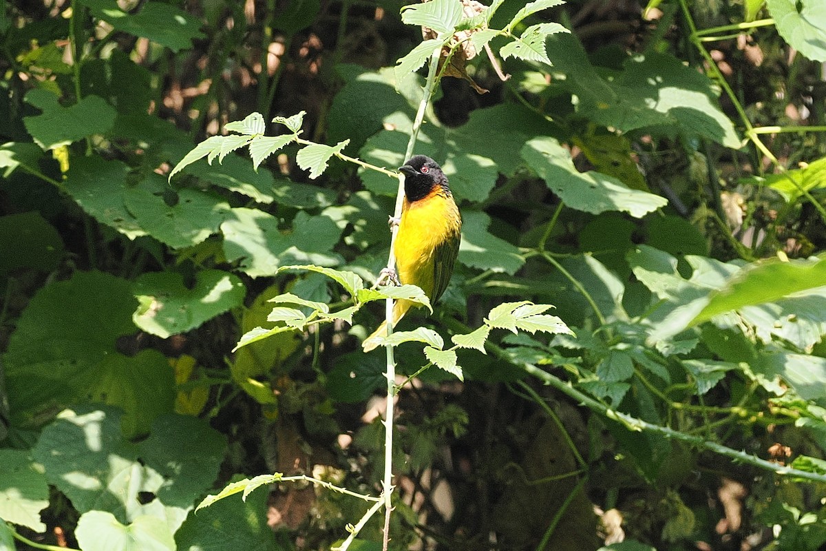 Strange Weaver - ML643858821