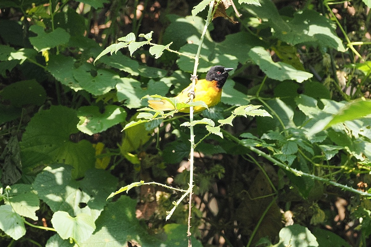 Strange Weaver - ML643858822