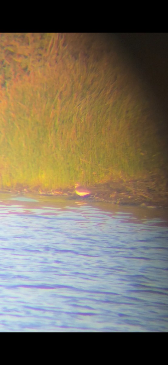 tanımsız küçük kumkuşu (Calidris sp.) - ML643858841
