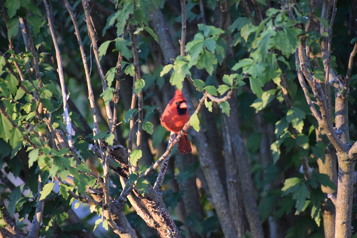 Cardenal Norteño - ML643858843