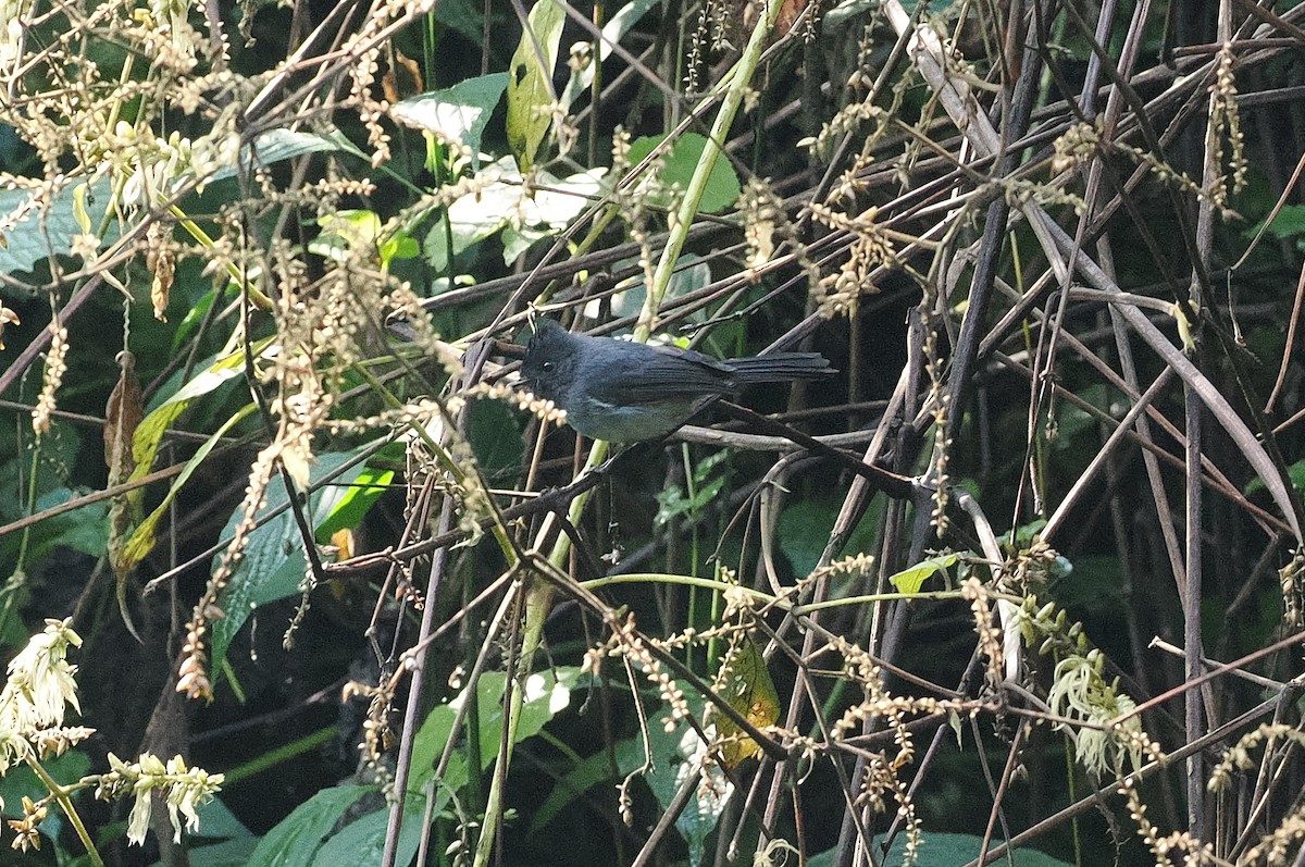 White-bellied Crested Flycatcher - ML643858847