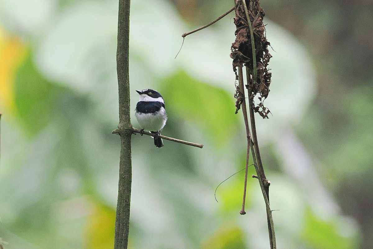 Chinspot Batis - ML643858868