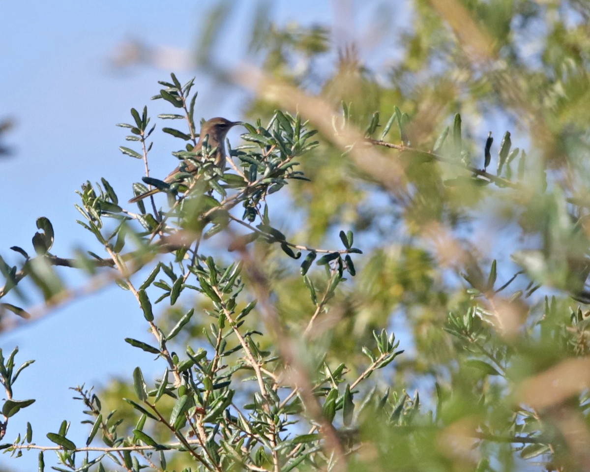 Palm Warbler - ML643858905