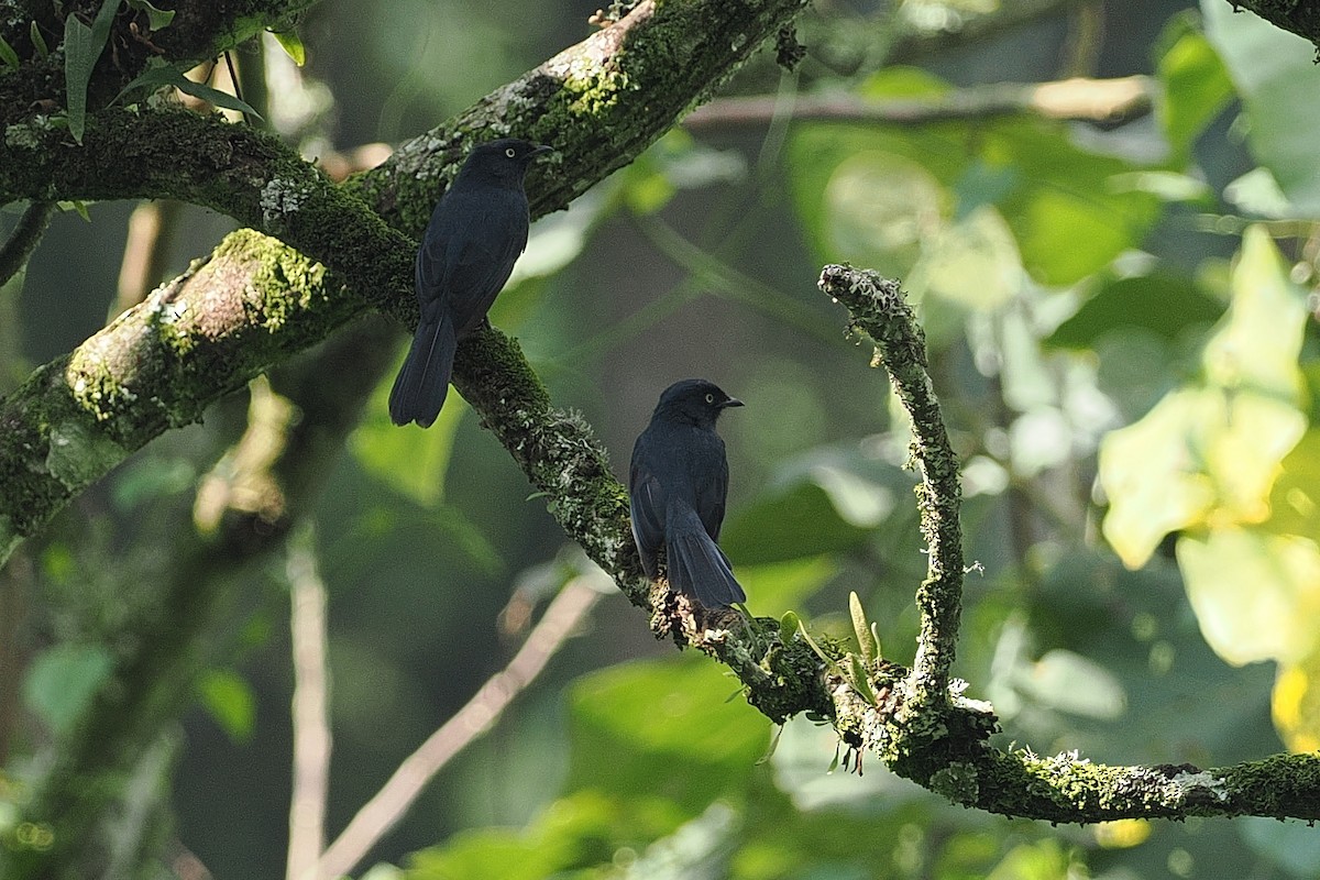 Yellow-eyed Black-Flycatcher - ML643858908