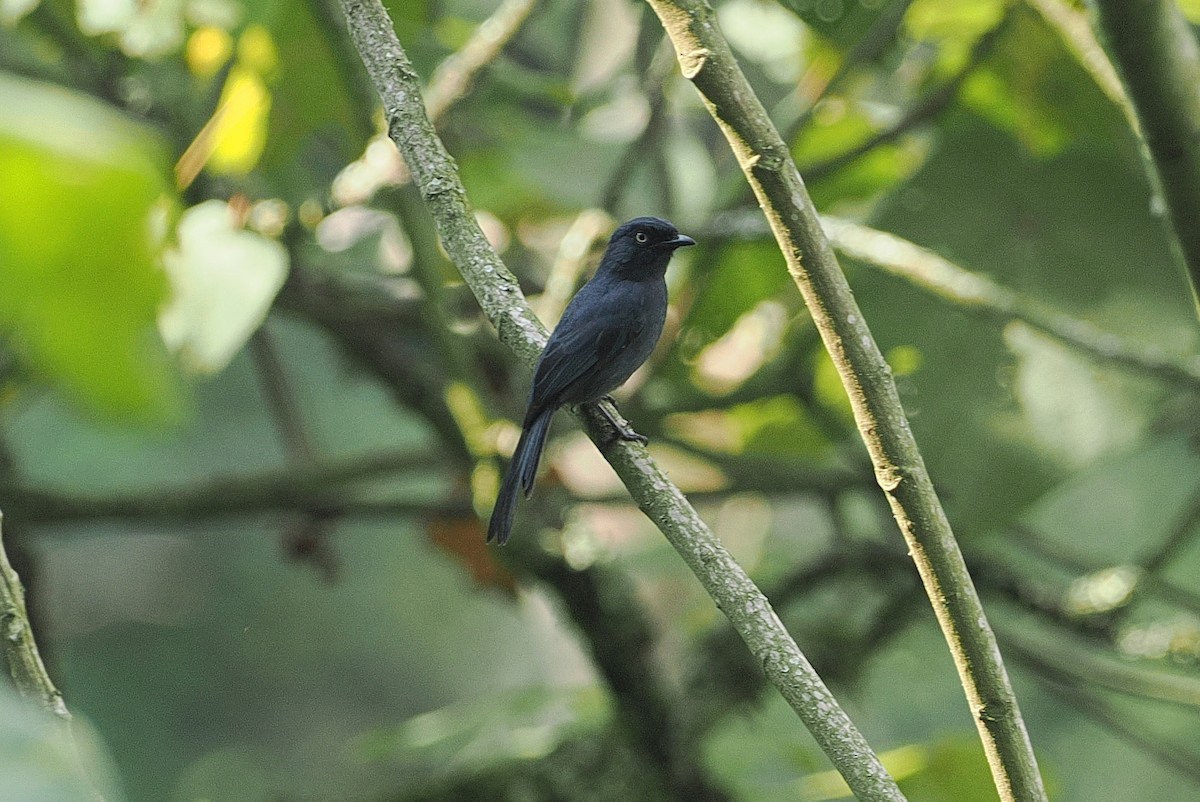Yellow-eyed Black-Flycatcher - ML643858909