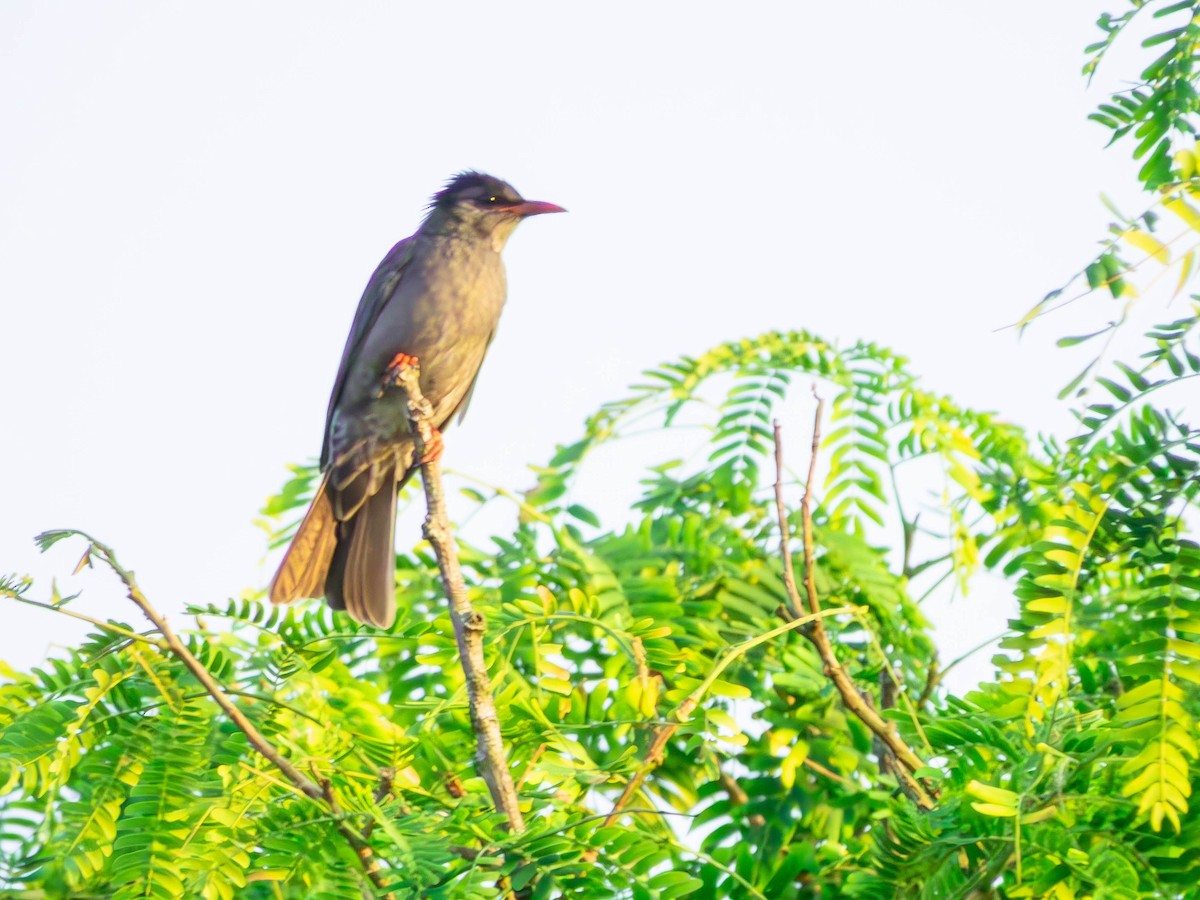Black Bulbul - ML643858914