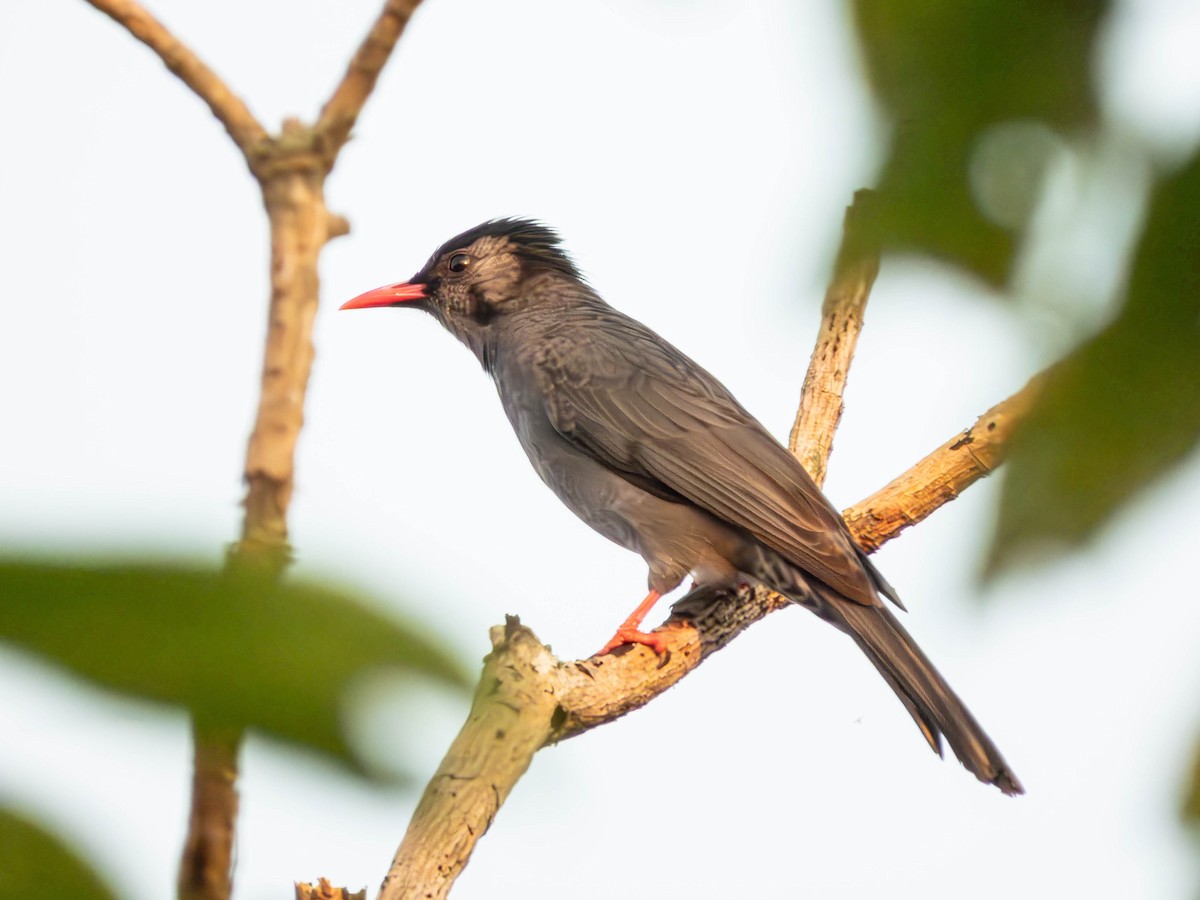 Black Bulbul - ML643858915