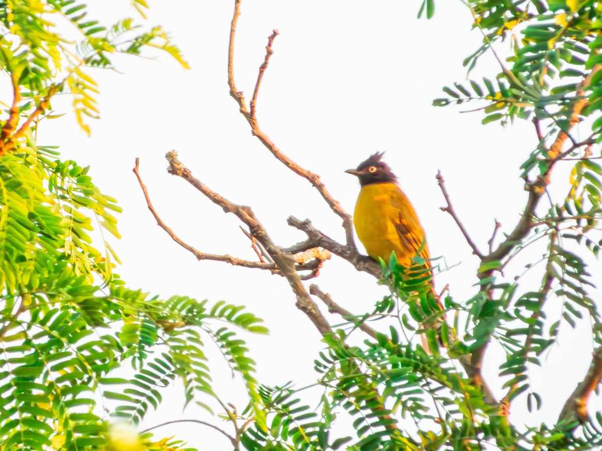 Black-crested Bulbul - ML643858940