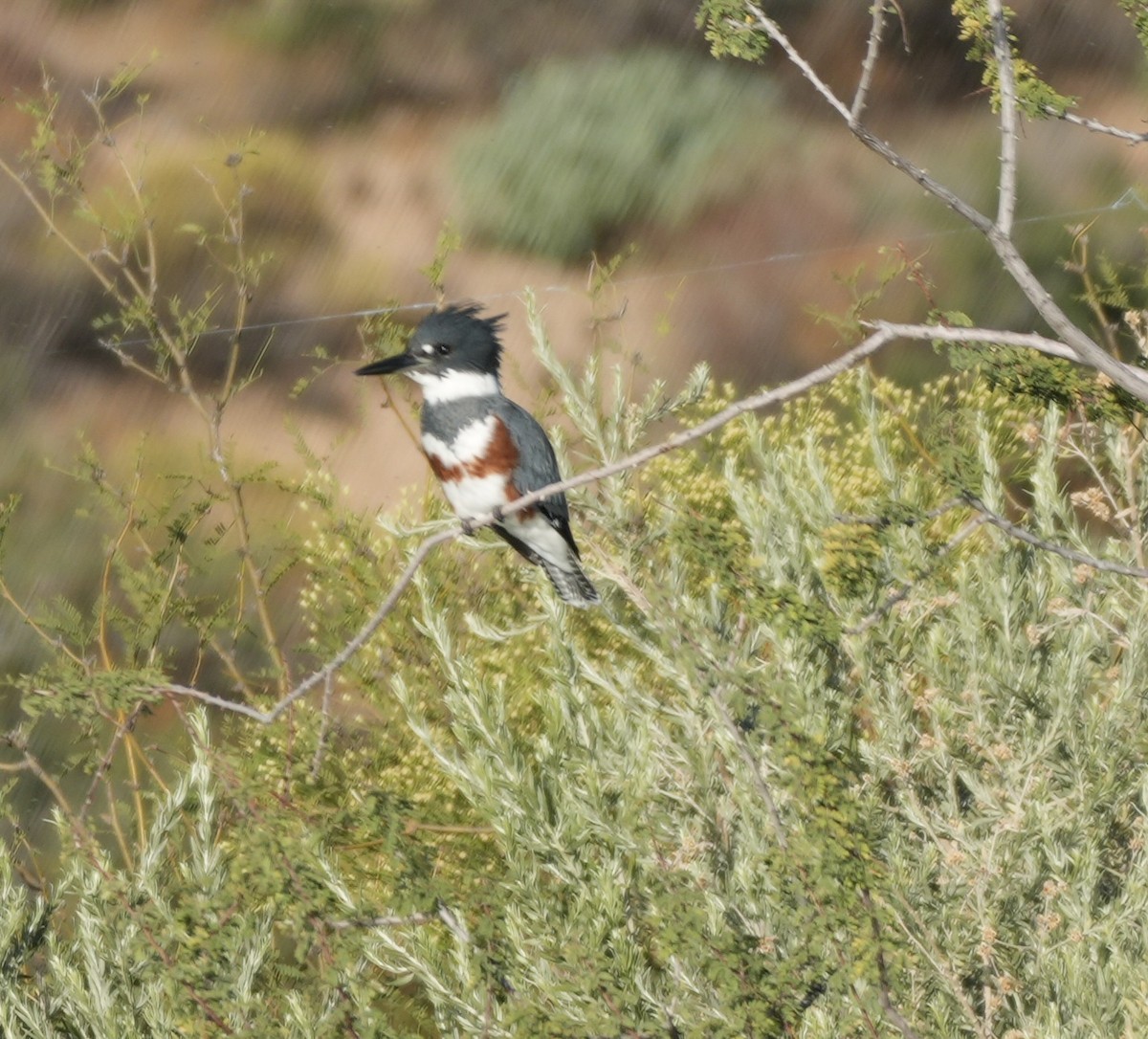Belted Kingfisher - ML643858941