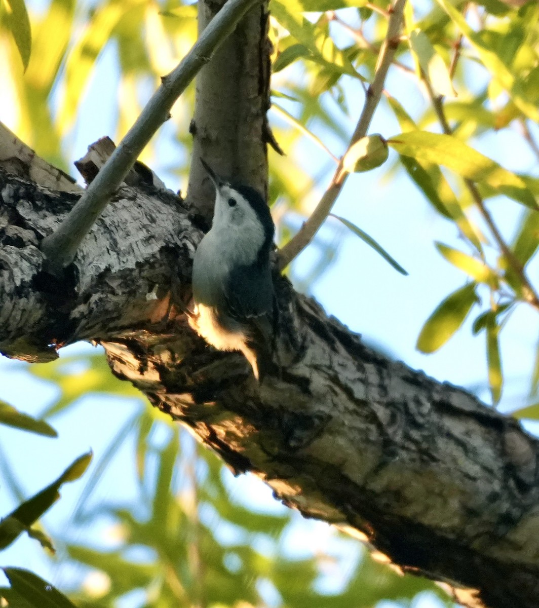 White-breasted Nuthatch - ML643858950