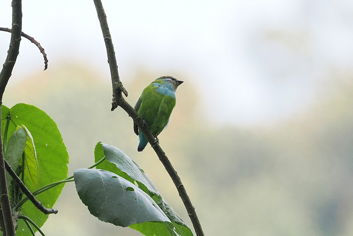 Grauer's Broadbill - ML643858968