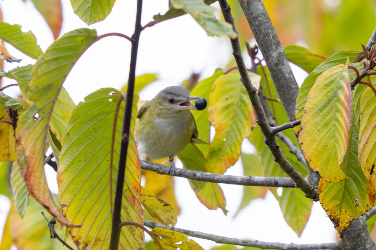 Yellow-green Vireo - ML643858975