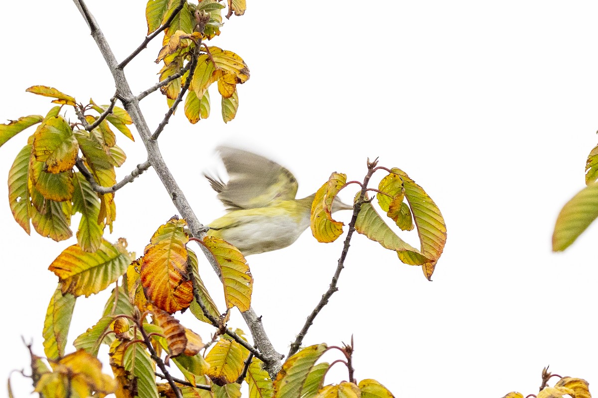Yellow-green Vireo - ML643858976