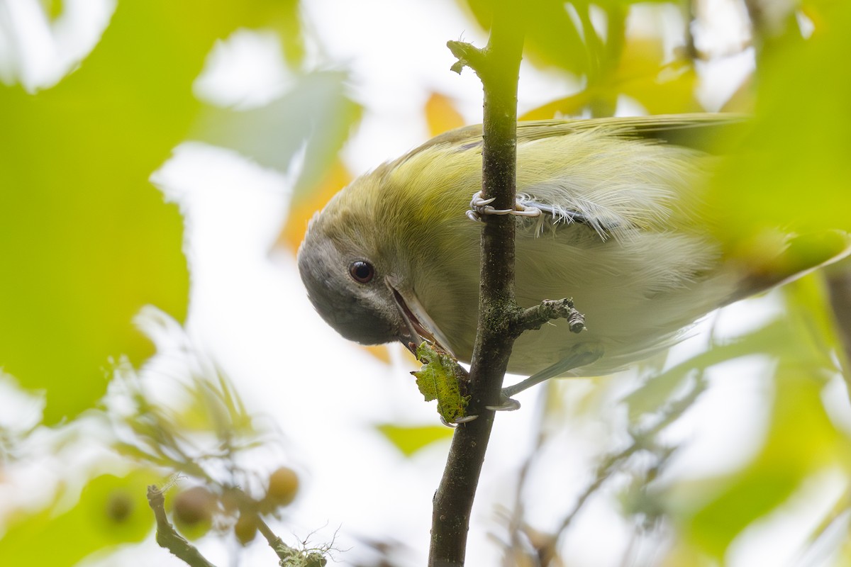 Yellow-green Vireo - ML643858977