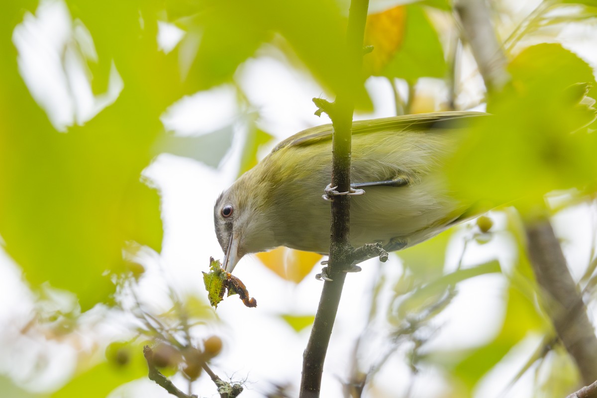 Yellow-green Vireo - ML643858978