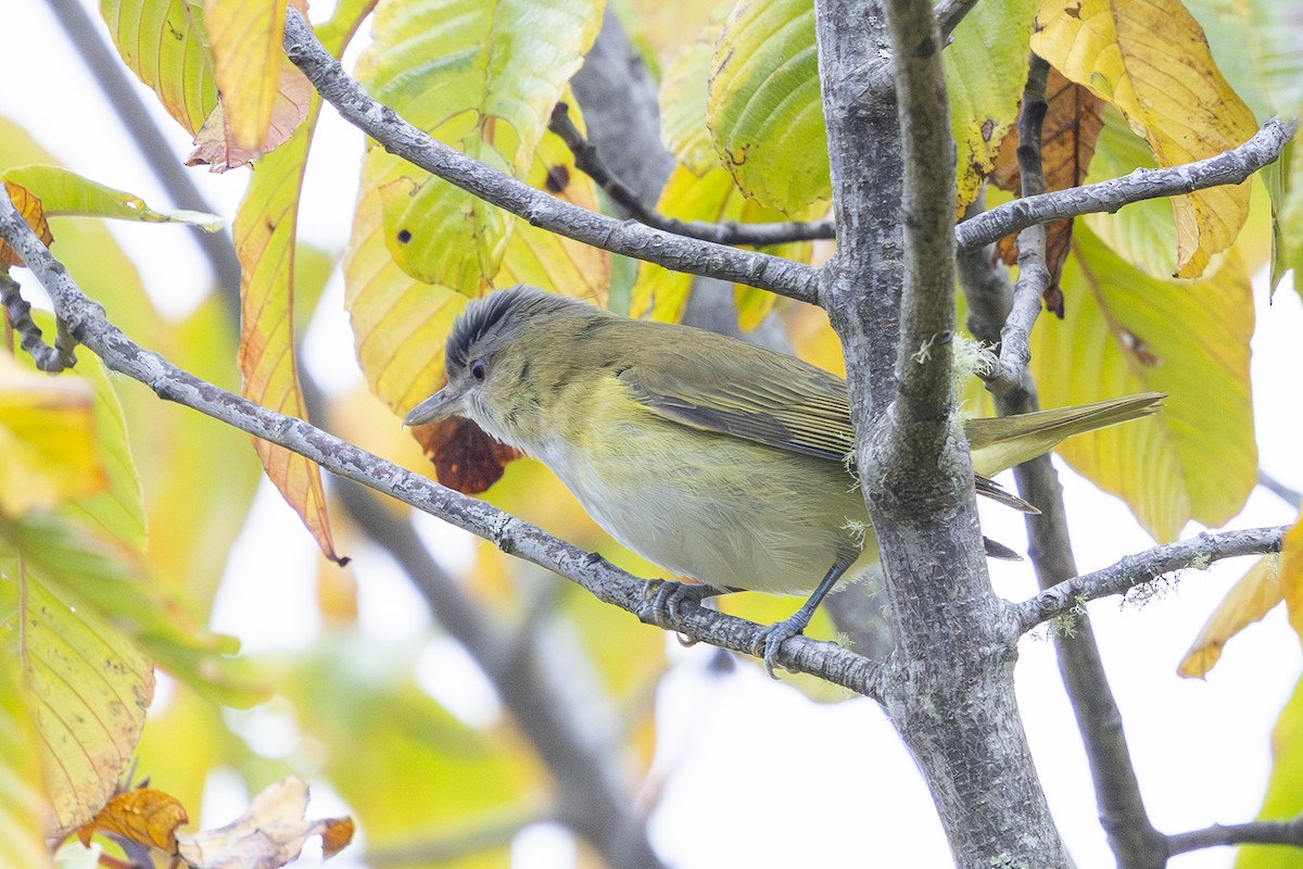 Yellow-green Vireo - ML643858979