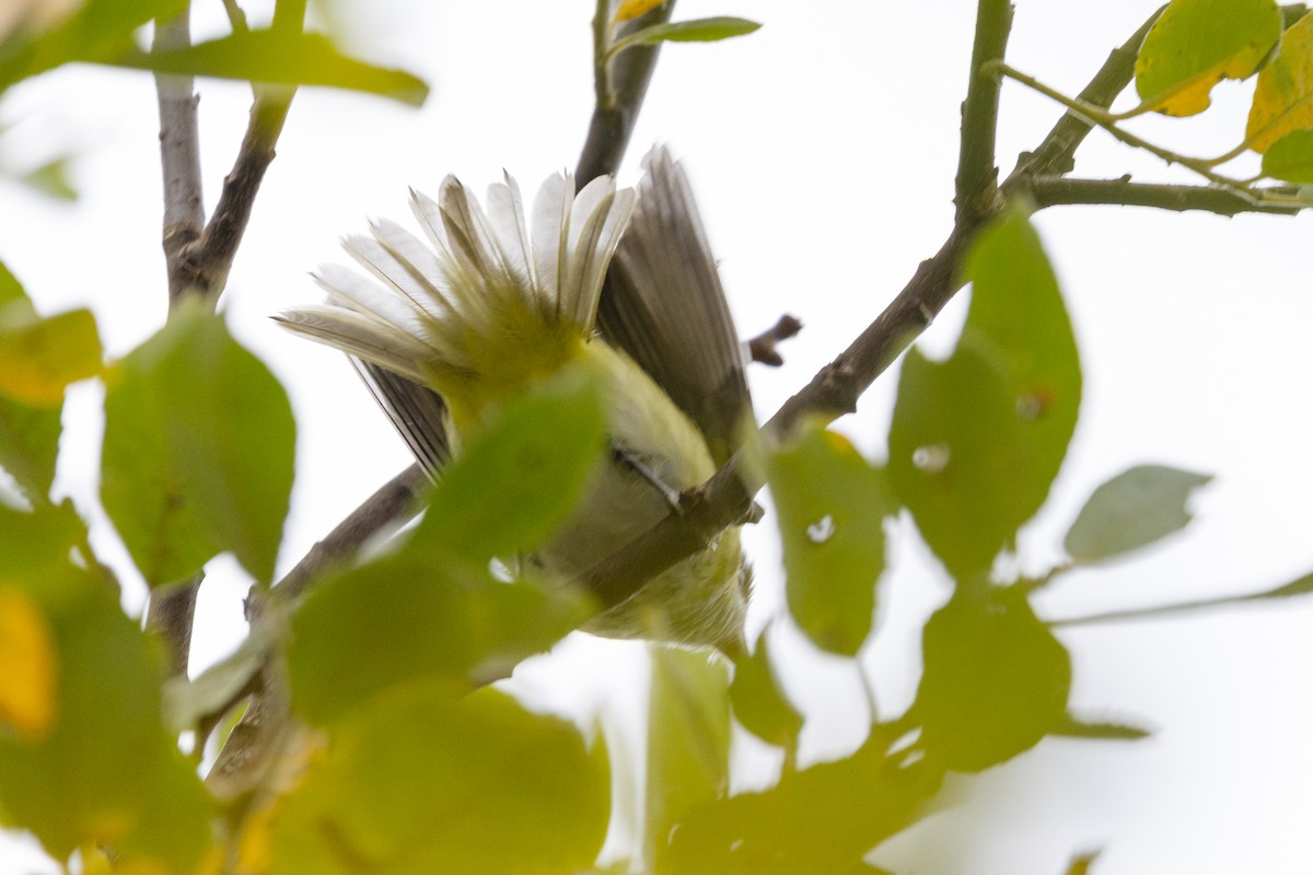 Yellow-green Vireo - ML643858980