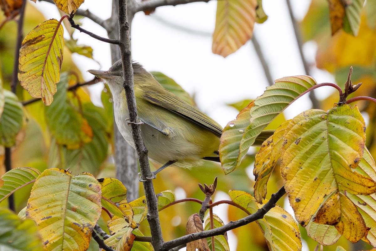 Yellow-green Vireo - ML643858981