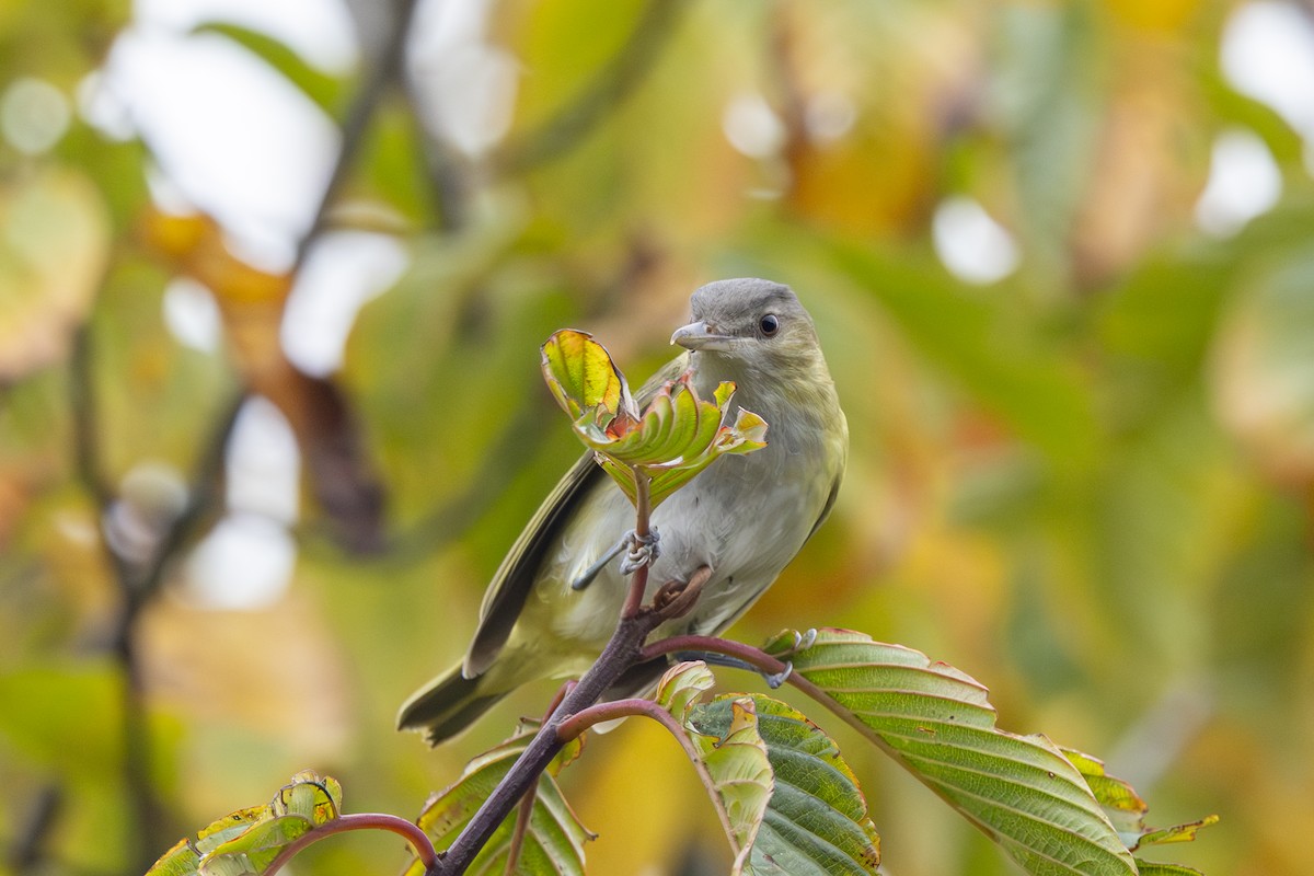 Yellow-green Vireo - ML643858982