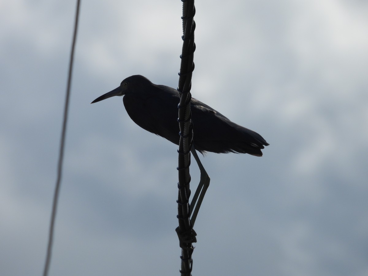 Little Blue Heron - ML643858984