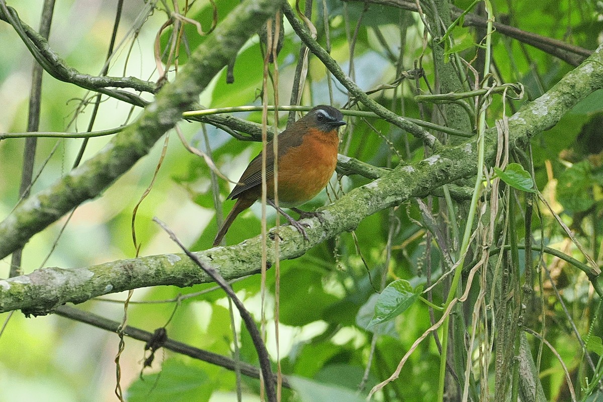 Archer's Robin-Chat - ML643858997