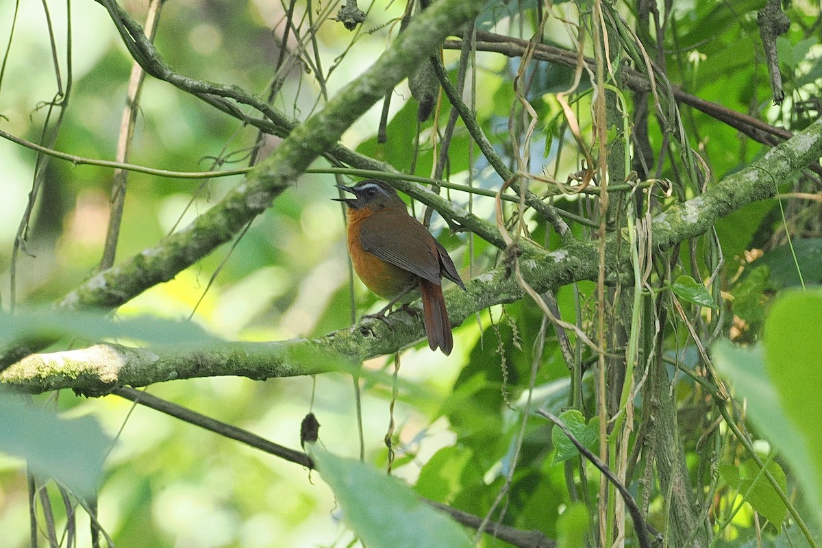 Archer's Robin-Chat - ML643858998