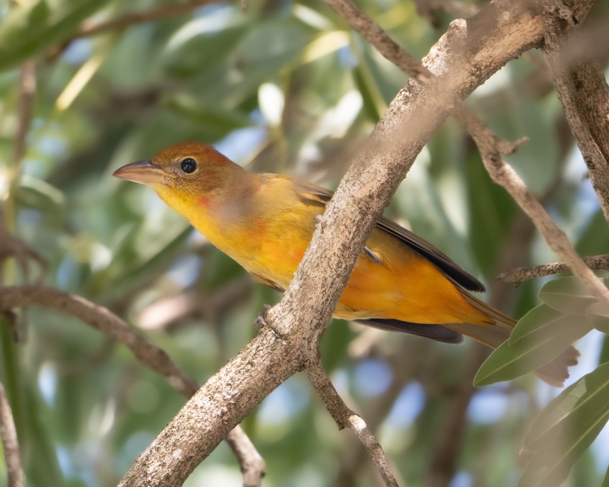 Summer Tanager - ML643859008