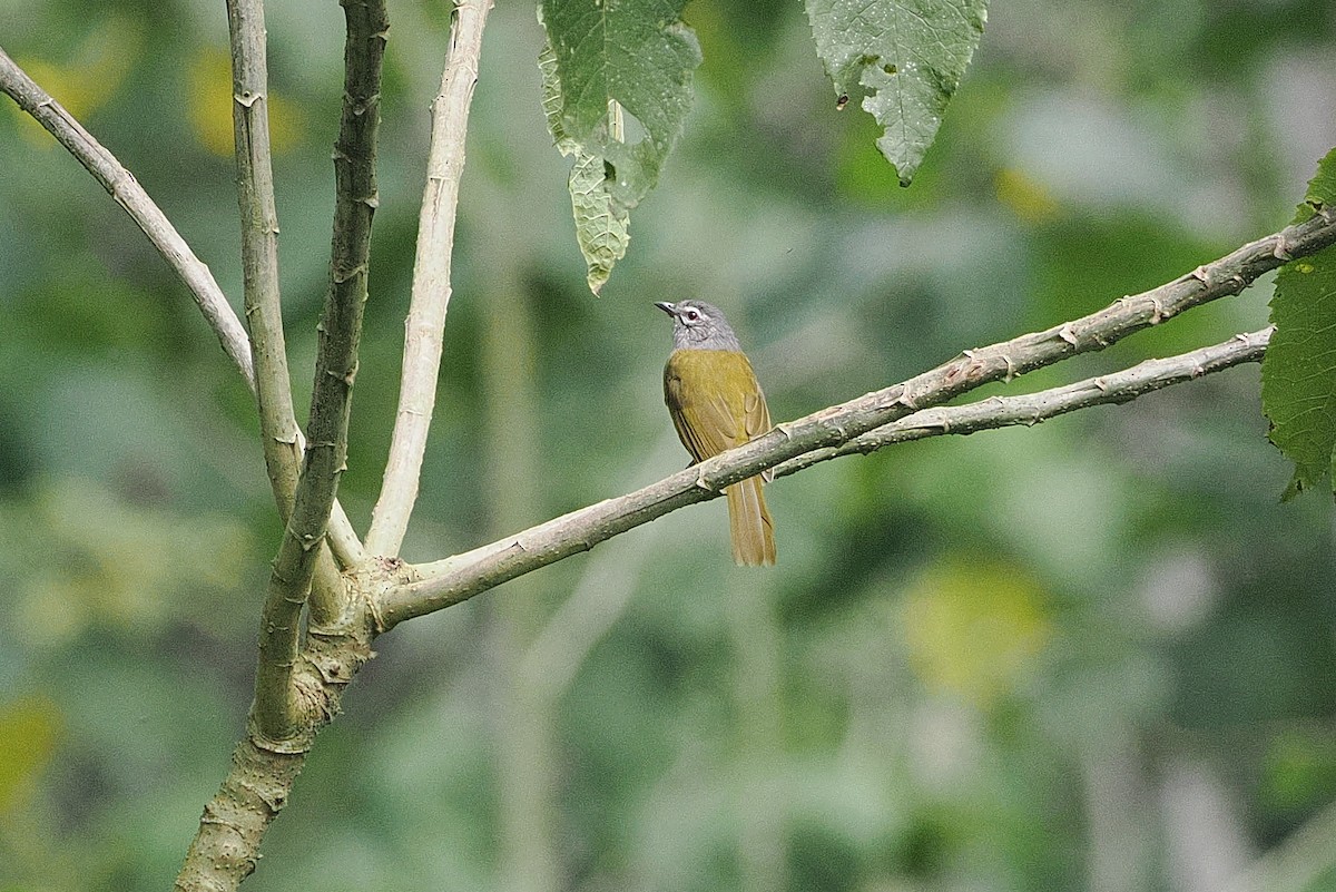 Kikuyu Mountain Greenbul - ML643859019