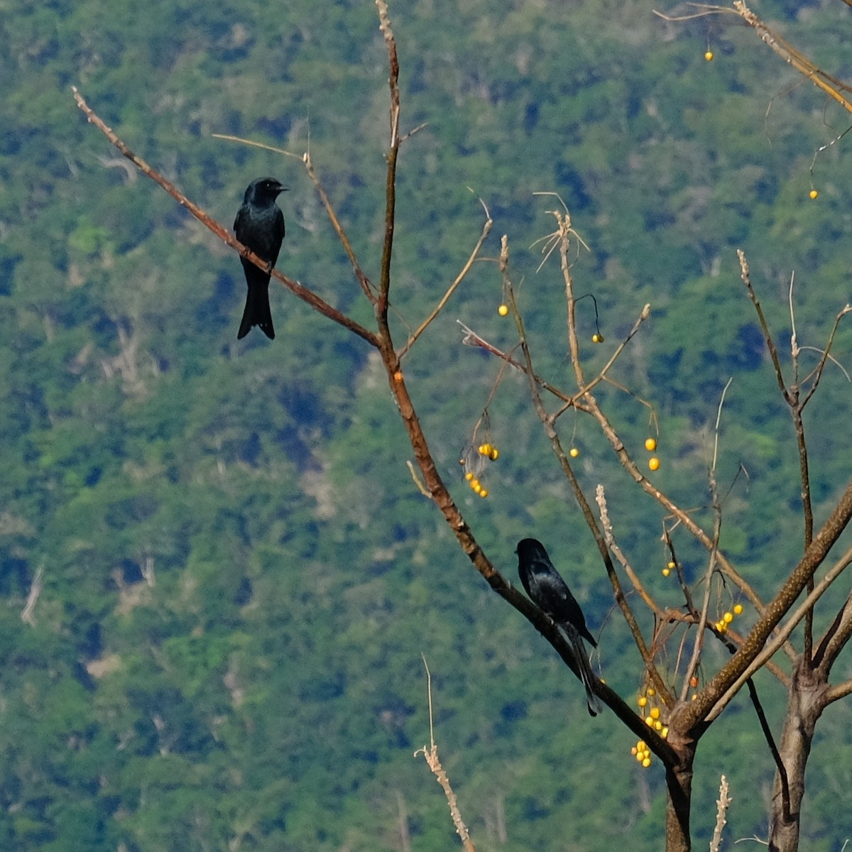 Black Drongo - ML643859028