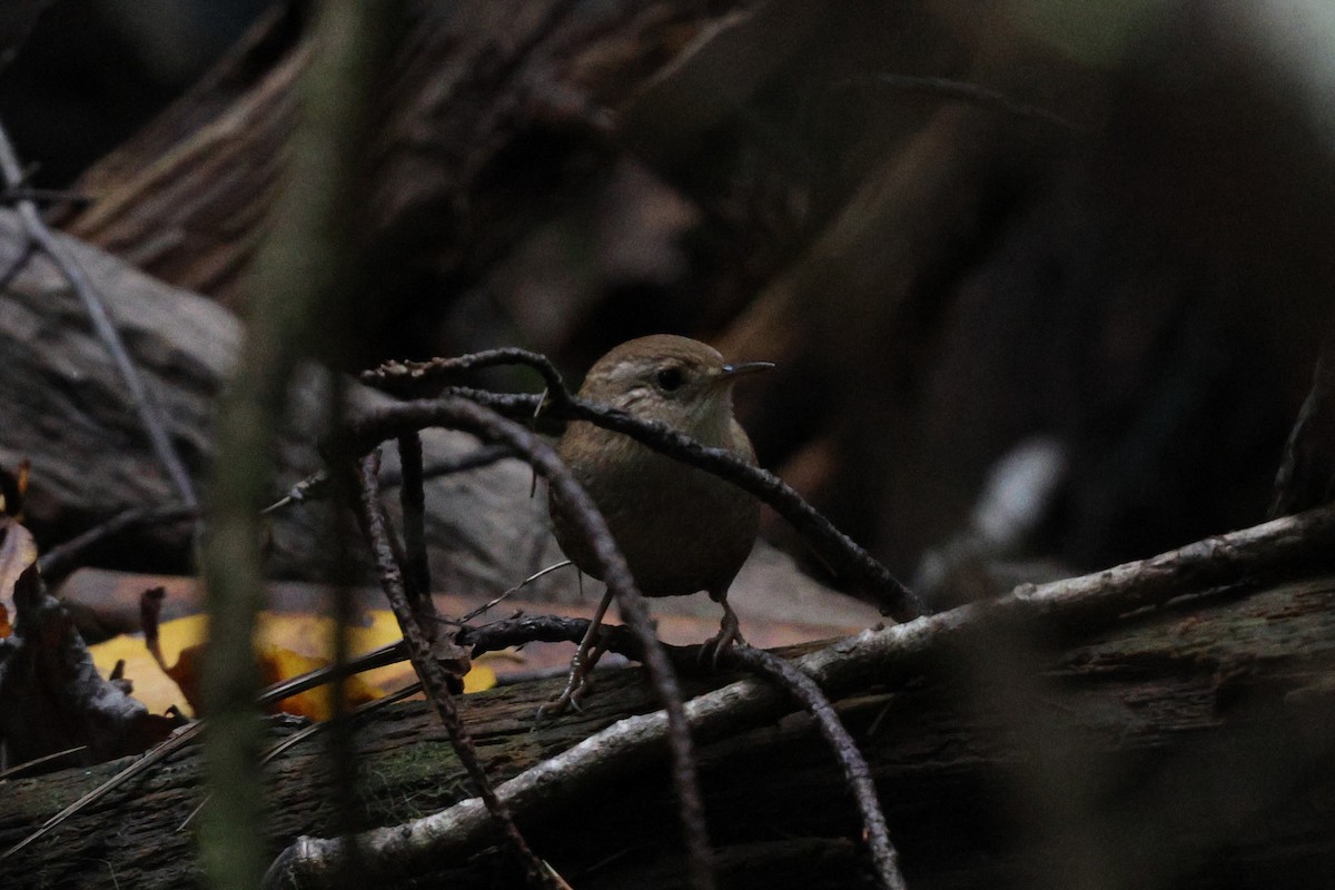 Winter Wren - ML643859038