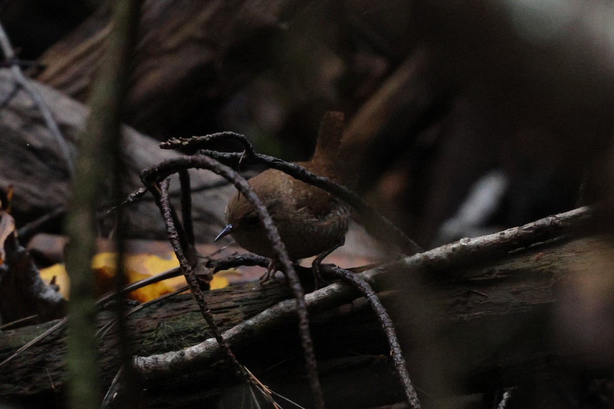 Winter Wren - ML643859039