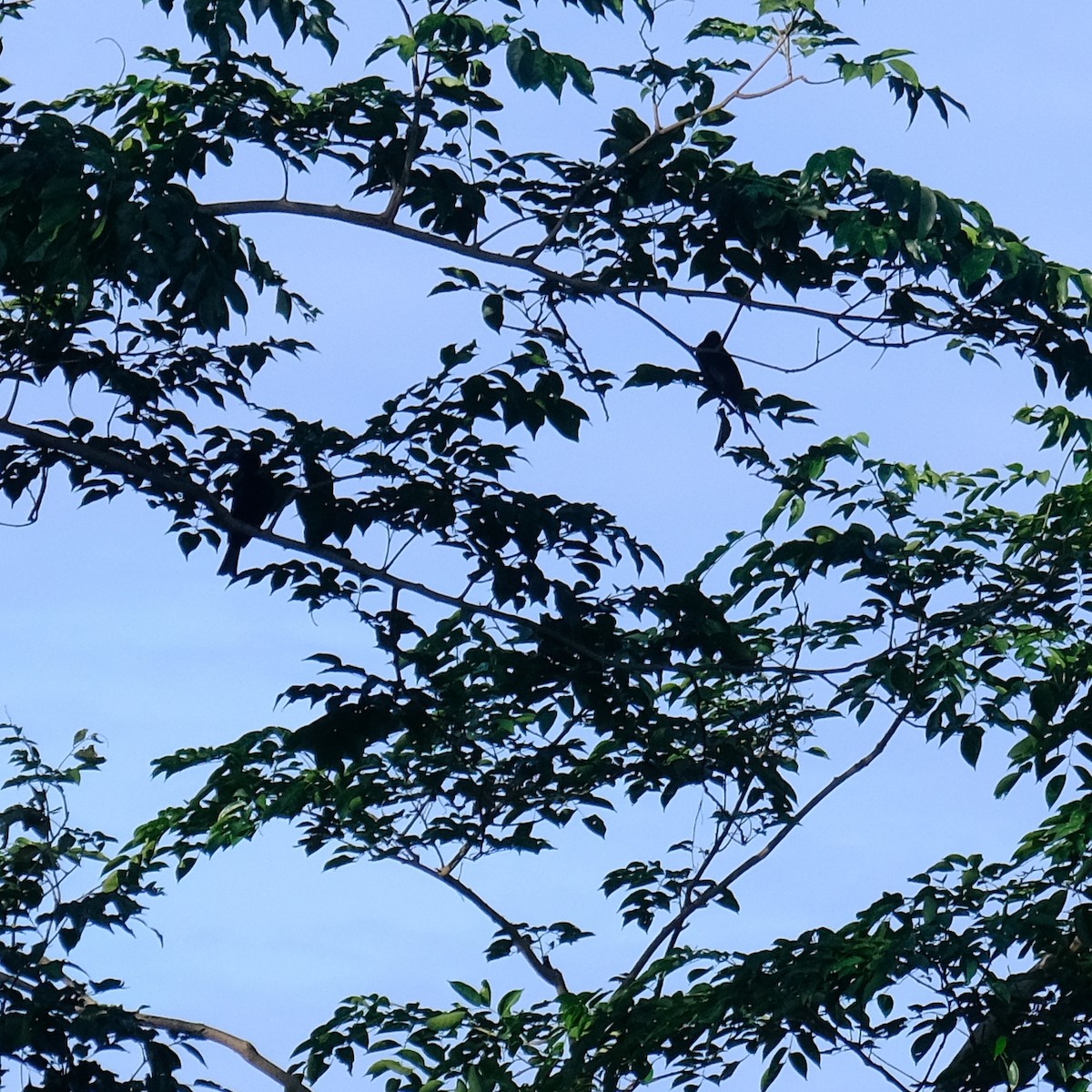 Black Bulbul - ML643859092