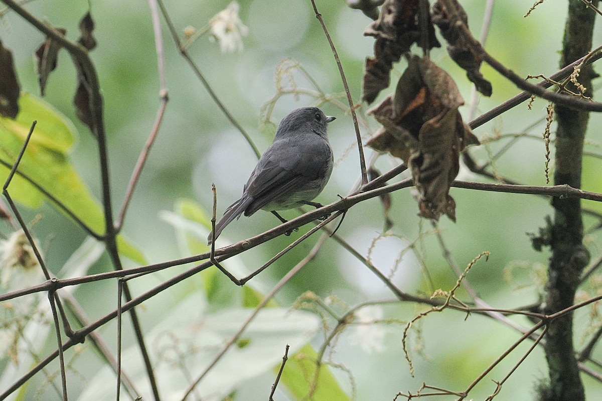 White-eyed Slaty-Flycatcher - ML643859111