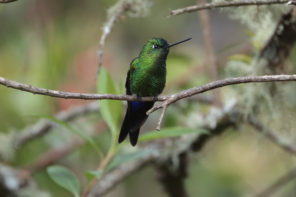 Sapphire-vented Puffleg - ML643859123