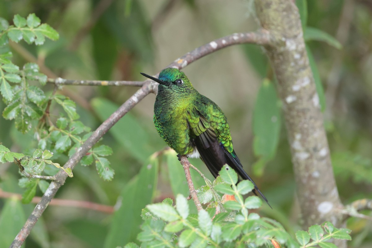 Sapphire-vented Puffleg - ML643859124
