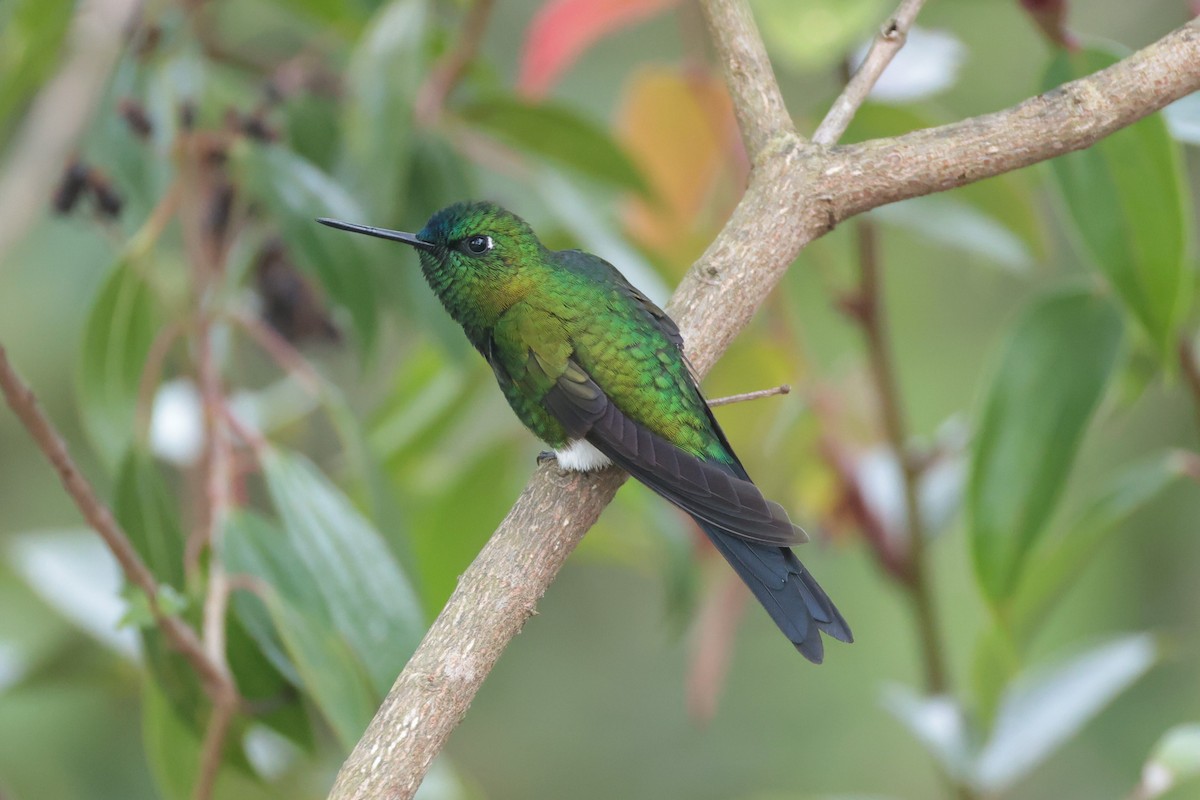 Sapphire-vented Puffleg - ML643859125